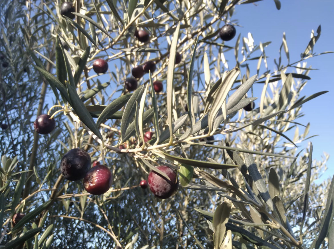 Les olives tournantes